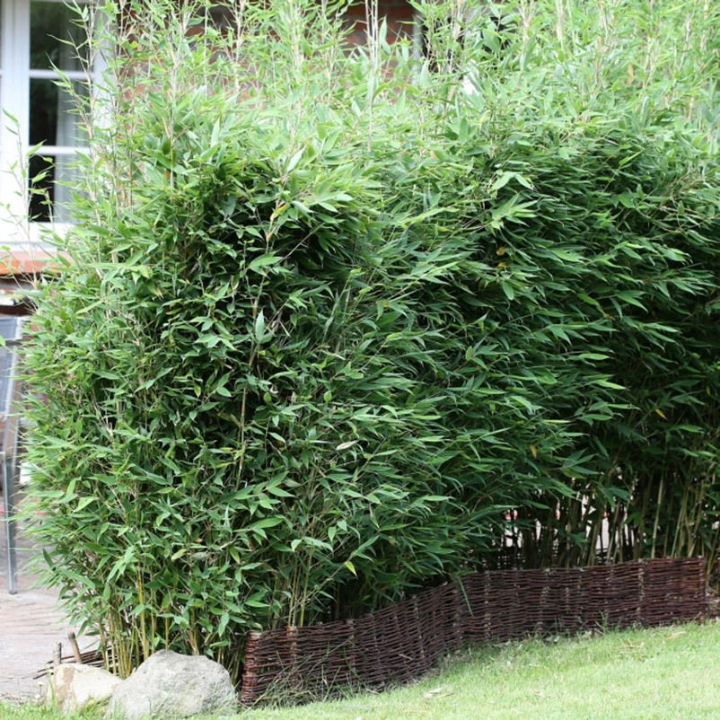 10er-Set Bambus-Hecken-Set Fargesia Spathacea "Blue Lizard"®, Höhe 80-100 Cm, Im 15 Liter Topf