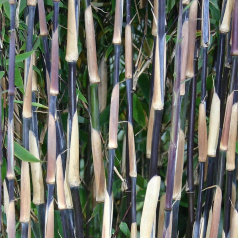 10er-Set Bambus-Hecken-Set Fargesia Spathacea "Red Zebra"®, Zebrabambus, Höhe 80-100 Cm, Im 10 Liter Topf – Bild 2