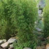 Aufrechter Gartenbambus 'Obelisk'(S), 25er-Set, Topf 10 Liter -Biohort Garten Geschaft 0425100336 0425100337 0425100338 0425100339 0425100340 0425100341 0425100342 Fargesia Hybr Obelisk 2 104906