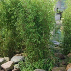 Aufrechter Gartenbambus 'Obelisk'(S), 25er-Set, Topf 10 Liter