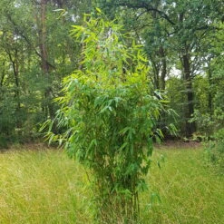 Elfenbein-Bambus 'Ivory Ibis'® (Japo 55' EU-S), Höhe 80-100 Cm, Topf 10 Liter -Biohort Garten Geschaft 0425100383 0425100384 Fargesia Ivory Ibis 080100 WEB 2 94511 2