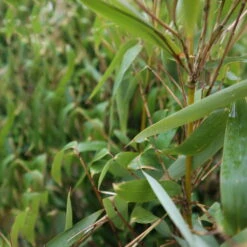 Elfenbein-Bambus 'Ivory Ibis'® (Japo 55' EU-S), 25er-Set, Höhe 80-100 Cm -Biohort Garten Geschaft 0425100383 0425100384 Fargesia Ivory Ibis 080100 WEB 4 94514