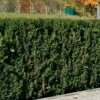 Heckeneibe Taxus Baccata 'Westerstede', 100er-Set, Höhe 30/40 Cm, Topf 3 Liter -Biohort Garten Geschaft 0430106932 35 0430350345 347 Taxus bacc Westerstede NEU 66692