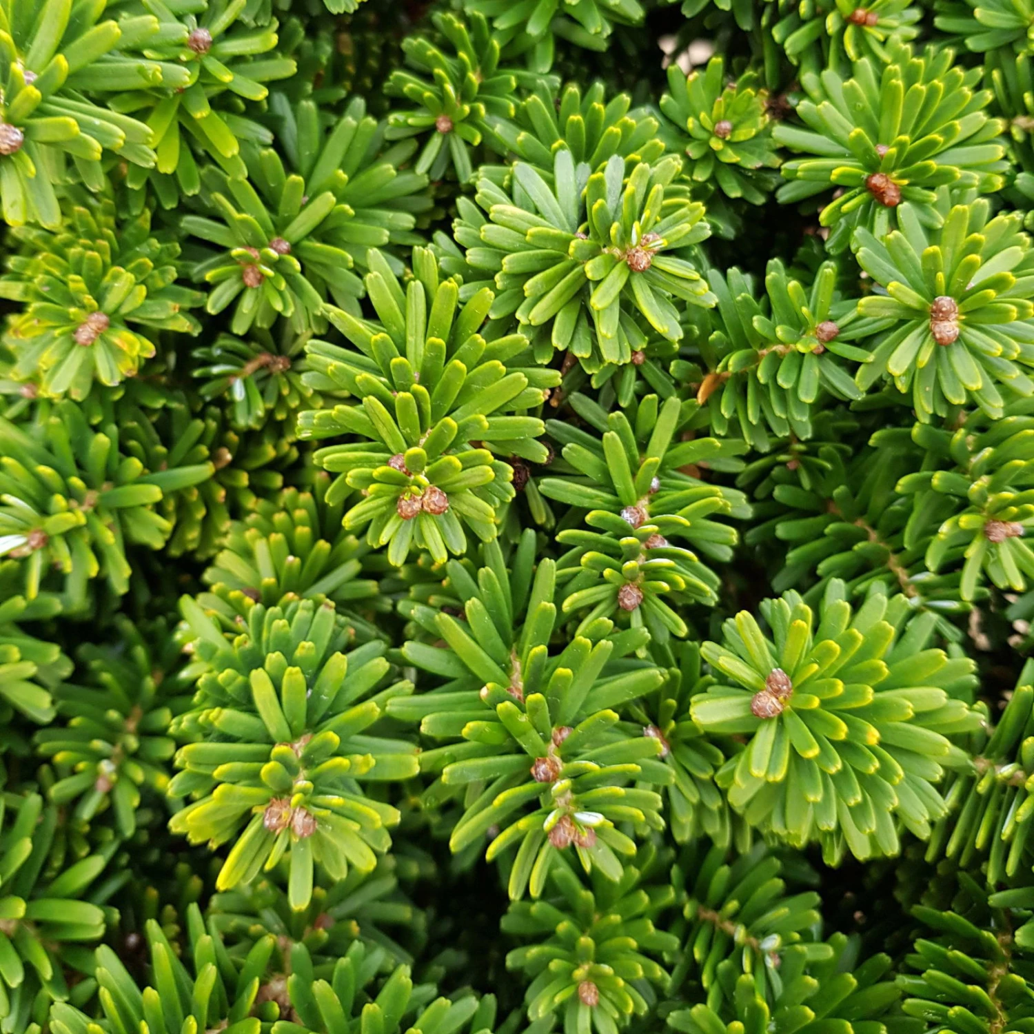 Zwerg-Koreatanne 'Brillant', Höhe 30-35 Cm, Topf 7,5 Liter 4 Zwerg-Koreatanne 'Brillant', Höhe 30-35 Cm, Topf 7,5 Liter – Bild 2