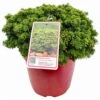 Zwerg-Koreatanne 'Brillant', Höhe 30-35 Cm, Topf 7,5 Liter -Biohort Garten Geschaft 0430107468 Abies koreana Brillant 2 113774