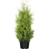Lebensbaum 'Brabant', 30er-Set, Höhe 80-100 Cm, Topf 10 Liter -Biohort Garten Geschaft 0430380110 0430380111 Thuja occ Brabant 1 111702