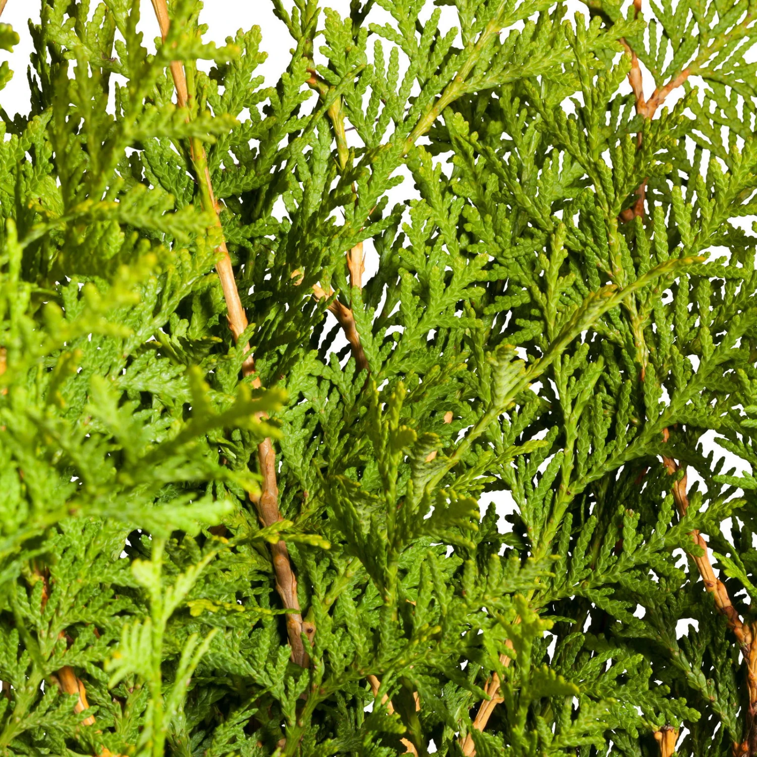 Lebensbaum 'Brabant', 30er-Set, Höhe 80-100 Cm, Topf 10 Liter 4 Lebensbaum 'Brabant', 30er-Set, Höhe 80-100 Cm, Topf 10 Liter – Bild 2