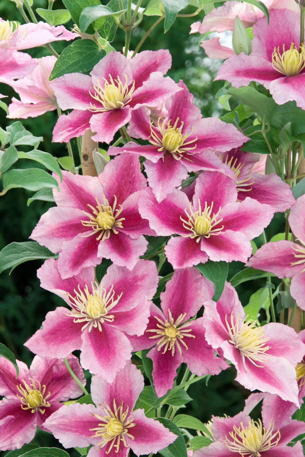 Clematis 'Piilu', 2er-Set, Rosa, Höhe 60-80 Cm, Topf 2 Liter – Bild 2