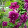 Italienische Waldrebe 'Purpurea Plena Elegans', 2er-Set, Purpurviolett -Biohort Garten Geschaft 0440201135 Koelle Clematis vit Plena Elegans 2er purpurot gefuellt 114066