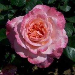 Duftende Edelrose 'Augusta Luise®', Rose-aprikot, Doppelbogen, Topf 10 Liter -Biohort Garten Geschaft 0460100285 Augusta Luise RGB 5925