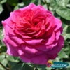 Duftende Edelrose 'Laudatio'®, Purpur Bis Pinkviolett, Topf 6 Liter -Biohort Garten Geschaft 0460100694 Laudatio All in One Premium Edelrose Co 6l mLogo All in one 51170