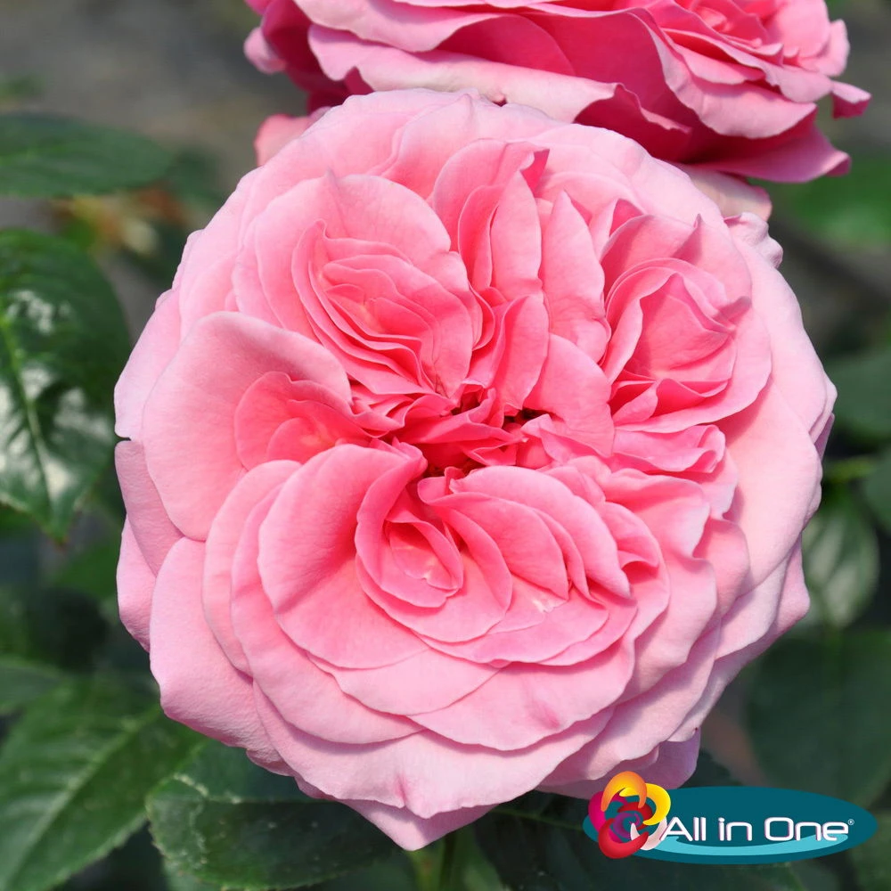 Stammrose 'Comeback'®, Edelrose, Stammhöhe 60cm Im 7,5 Liter Topf 3 Stammrose 'Comeback'®, Edelrose, Stammhöhe 60cm Im 7,5 Liter Topf