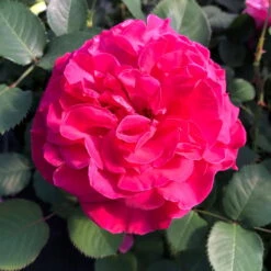 Stammrose 'Kölle's Rosensymphonie'®, Edelrose, Stammhöhe 60 Cm Im 7,5 Liter Topf -Biohort Garten Geschaft 0460100701 KB Koelles Rosensymphonie Edelrose Cont 6l 02 51150