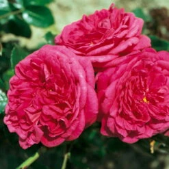 Stammrose 'Kölle's Rosensymphonie'®, Edelrose, Stammhöhe 60 Cm Im 7,5 Liter Topf -Biohort Garten Geschaft 0460100701 KB Koelles Rosensymphonie Edelrose Cont 6l 03 51151