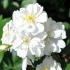 Ramblerrose 'Guirlande D'Amour®', Weiß, Topf 6 Liter -Biohort Garten Geschaft 0460150008 GuirldAmoure RGB 5804