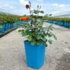 Beetrose 'Westzeit®', Orange-aprikot Bis Rosa, Topf 6 Liter -Biohort Garten Geschaft 0460200487 Westzeit Beetrose orange apricot 6 126459