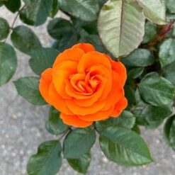 Beetrose 'Westzeit®', Orange-aprikot Bis Rosa, Topf 6 Liter 29 Beetrose 'Westzeit®', Orange-aprikot Bis Rosa, Topf 6 Liter -Biohort Garten Geschaft 0460200487 Westzeit Beetrose orange apricot 7 126462