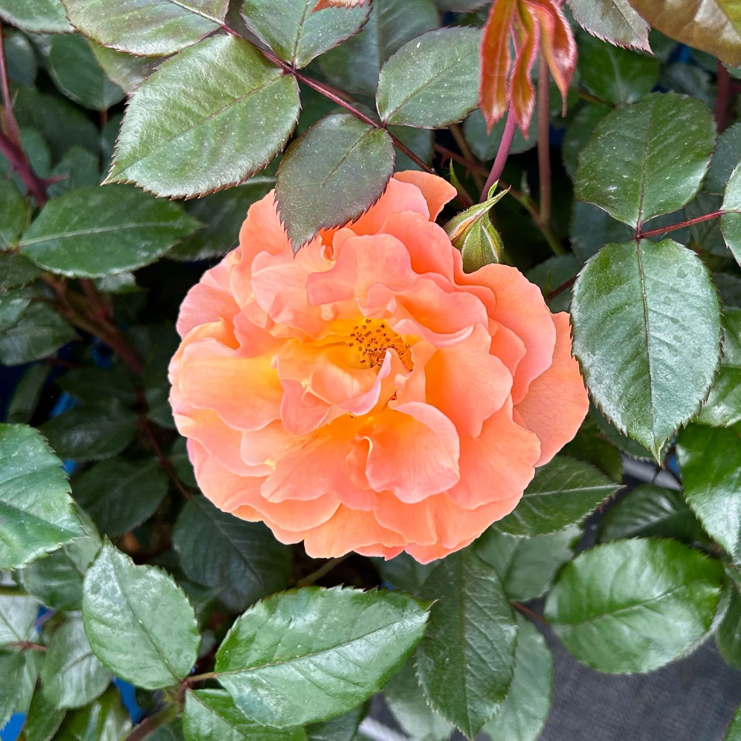 Beetrose 'Westzeit®', Orange-aprikot Bis Rosa, Topf 6 Liter 13 Beetrose 'Westzeit®', Orange-aprikot Bis Rosa, Topf 6 Liter – Bild 11