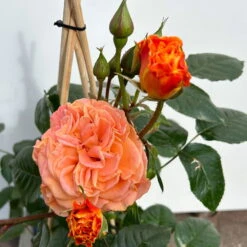 Beetrose 'Westzeit®', Orange-aprikot Bis Rosa, Topf 6 Liter 25 Beetrose 'Westzeit®', Orange-aprikot Bis Rosa, Topf 6 Liter -Biohort Garten Geschaft 0460200487 beetrose westzeit premium 4 123885