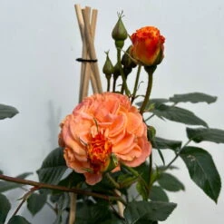 Beetrose 'Westzeit®', Orange-aprikot Bis Rosa, Topf 6 Liter 27 Beetrose 'Westzeit®', Orange-aprikot Bis Rosa, Topf 6 Liter -Biohort Garten Geschaft 0460200487 beetrose westzeit premium 5 123887