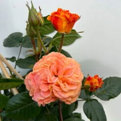 Beetrose 'Westzeit®', Orange-aprikot Bis Rosa, Topf 6 Liter 26 Beetrose 'Westzeit®', Orange-aprikot Bis Rosa, Topf 6 Liter -Biohort Garten Geschaft 0460200487 beetrose westzeit premium 6 123886