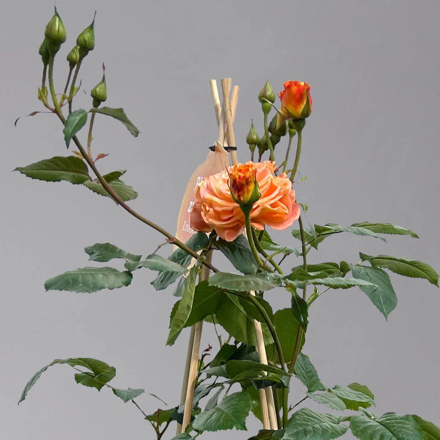 Beetrose 'Westzeit®', Orange-aprikot Bis Rosa, Topf 6 Liter 7 Beetrose 'Westzeit®', Orange-aprikot Bis Rosa, Topf 6 Liter – Bild 5