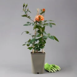 Beetrose 'Westzeit®', Orange-aprikot Bis Rosa, Topf 6 Liter 20 Beetrose 'Westzeit®', Orange-aprikot Bis Rosa, Topf 6 Liter -Biohort Garten Geschaft 0460200487 beetrose westzeit premium 124081