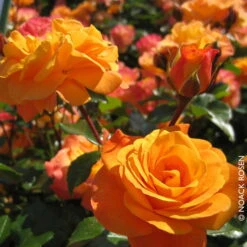 Beetrose 'Westzeit®', Orange-aprikot Bis Rosa, Topf 6 Liter 21 Beetrose 'Westzeit®', Orange-aprikot Bis Rosa, Topf 6 Liter -Biohort Garten Geschaft 0460200487 Beetrose Westzeit RGB Copyright NEU 01 42092