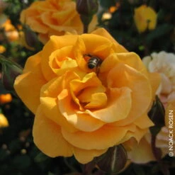 Beetrose 'Westzeit®', Orange-aprikot Bis Rosa, Topf 6 Liter 23 Beetrose 'Westzeit®', Orange-aprikot Bis Rosa, Topf 6 Liter -Biohort Garten Geschaft 0460200487 Beetrose Westzeit RGB Copyright NEU 02 42093