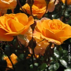 Beetrose 'Westzeit®', Orange-aprikot Bis Rosa, Topf 6 Liter 24 Beetrose 'Westzeit®', Orange-aprikot Bis Rosa, Topf 6 Liter -Biohort Garten Geschaft 0460200487 Beetrose Westzeit RGB Copyright NEU 42091