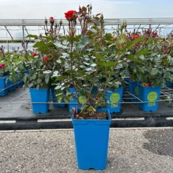 Beetrose 'Westpoint'®, Blutorange, Topf 6 Liter 15 Beetrose 'Westpoint'®, Blutorange, Topf 6 Liter -Biohort Garten Geschaft 0460200782 Westpoint Beetrose blutorange 2 126468