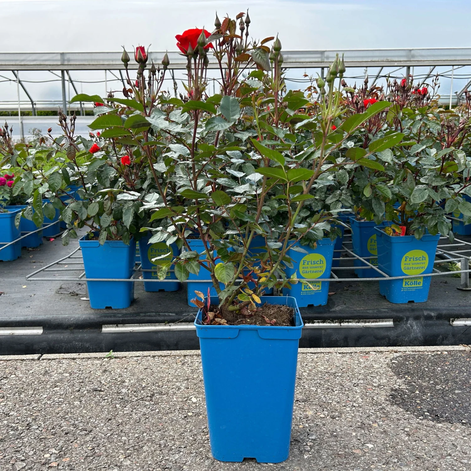 Beetrose 'Westpoint'®, Blutorange, Topf 6 Liter 7 Beetrose 'Westpoint'®, Blutorange, Topf 6 Liter – Bild 5