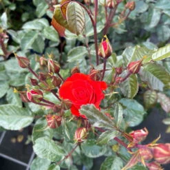 Beetrose 'Westpoint'®, Blutorange, Topf 6 Liter 14 Beetrose 'Westpoint'®, Blutorange, Topf 6 Liter -Biohort Garten Geschaft 0460200782 Westpoint Beetrose blutorange 3 126467