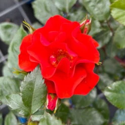 Beetrose 'Westpoint'®, Blutorange, Topf 6 Liter 13 Beetrose 'Westpoint'®, Blutorange, Topf 6 Liter -Biohort Garten Geschaft 0460200782 Westpoint Beetrose blutorange 4 126466