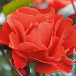 Beetrose 'Westpoint'®, Blutorange, Topf 6 Liter 12 Beetrose 'Westpoint'®, Blutorange, Topf 6 Liter -Biohort Garten Geschaft 0460200782 Beetrose Westpoint RGB Copyright NEU 42094 1