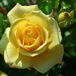 Beetrose 'Debüt'®, Hellgelb, Topf 6 Liter