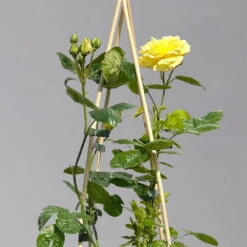 Duftende Beetrose 'Yellow Meilove®', Hellgelb, Topf 6 Liter -Biohort Garten Geschaft 0460200845 beetrose yellow meilove premium 1 124087