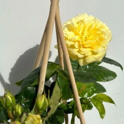 Duftende Beetrose 'Yellow Meilove®', Hellgelb, Topf 6 Liter -Biohort Garten Geschaft 0460200845 beetrose yellow meilove premium 4 123891