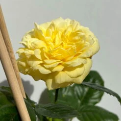 Duftende Beetrose 'Yellow Meilove®', Hellgelb, Topf 6 Liter -Biohort Garten Geschaft 0460200845 beetrose yellow meilove premium 5 123892