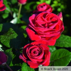 Beetrose 'Kompass'®, Rot, Topf 6 Liter 16 Beetrose 'Kompass'®, Rot, Topf 6 Liter -Biohort Garten Geschaft 0460200855 Kompass Premium Beetrose rot Bluetenzauber1 76518 1