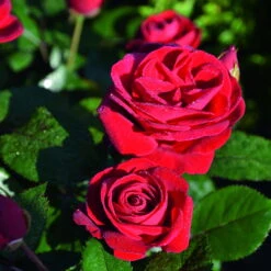 Beetrose 'Kompass'®, Rot, Topf 6 Liter, 4er Set -Biohort Garten Geschaft 0460200855 Kompass Premium Beetrose rot Bluetenzauber 75088