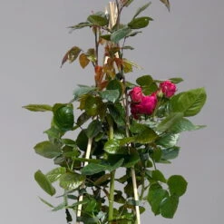 Beetrose 'Kompass'®, Rot, Topf 6 Liter 15 Beetrose 'Kompass'®, Rot, Topf 6 Liter -Biohort Garten Geschaft 0460200855 beetrose kompass 1 124089