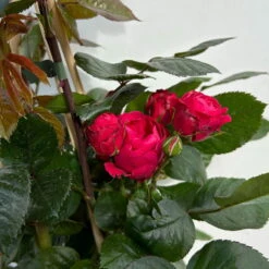 Beetrose 'Kompass'®, Rot, Topf 6 Liter 19 Beetrose 'Kompass'®, Rot, Topf 6 Liter -Biohort Garten Geschaft 0460200855 beetrose kompass 6 123895