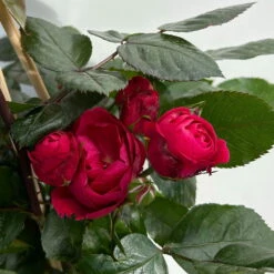 Beetrose 'Kompass'®, Rot, Topf 6 Liter 18 Beetrose 'Kompass'®, Rot, Topf 6 Liter -Biohort Garten Geschaft 0460200855 beetrose kompass 7 123894