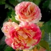Französische Rose 'Claude Monet'®, Topf 6 Liter -Biohort Garten Geschaft 0460250021 Claude Monet Premium Co 67 5 lt rotviolett gelb weiss gestr mCopyright 51288