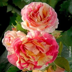 Französische Rose 'Claude Monet'®, Topf 6 Liter