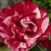 Französische Rose 'Henri Matisse'®, Topf 6 Liter 1 Französische Rose 'Henri Matisse'®, Topf 6 Liter -Biohort Garten Geschaft 0460250037 Henri Matisse Premium Co 6l rot geflammt mCopyright 51291