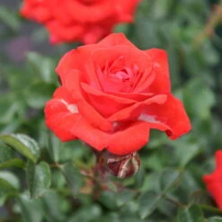 Zwergrose 'Zwergenfee 09®', Orange-rot, Topf 3 Liter, 4er Set -Biohort Garten Geschaft 0460400375 Zwergfee RGB 2 5793