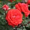 Zwergrose 'Zwergenfee 09®', Orange-rot, Topf 3 Liter, 4er Set -Biohort Garten Geschaft 0460400375 Zwergfee RGB 5794