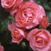 Kletterrose 'Rosanna®', Lachsrosa, Topf 6 Liter -Biohort Garten Geschaft 0460600348 Koelles Beste Rosanna Premium Kletterrose 6 lachsrosa RGB 6907